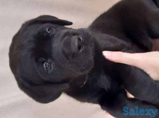 Продам щенка лабрадора, фотография 2