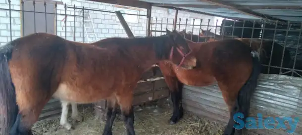 Продам лошадей, фотография 2