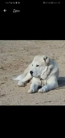 Крупные щенки алабая. Новые крови., фотография 2