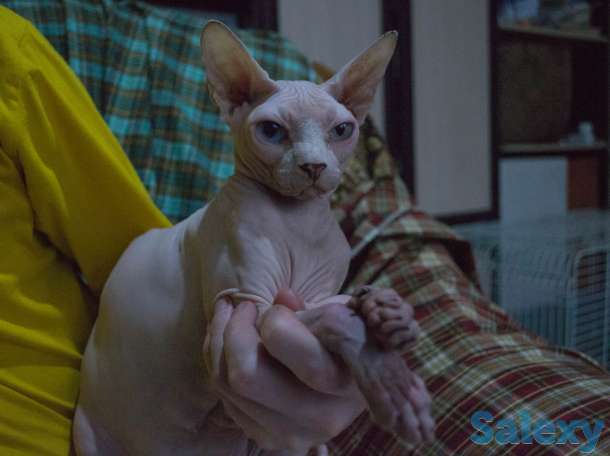 котята на продажу, фотография 2