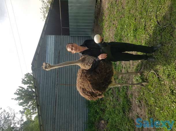 Продам страуса, фотография 2