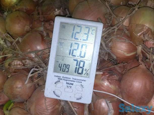 Продажа репчатого лука в больших объемах, урожай 2019 года, сортов «бурса- F1» и «братко F1», фотография 3