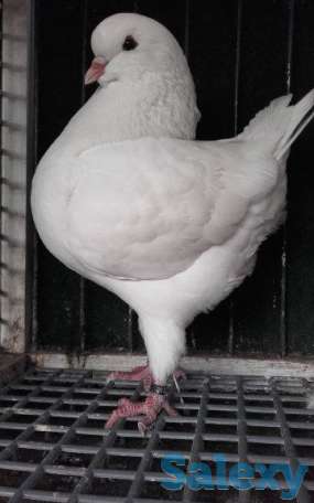 Голубы кингы, фотография 1