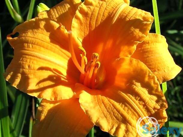 Лилейник Берти Феррис, фотография 1