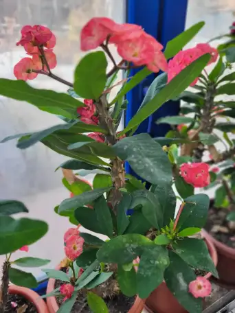 Крупноцветная Эуфорбия, фотография 2