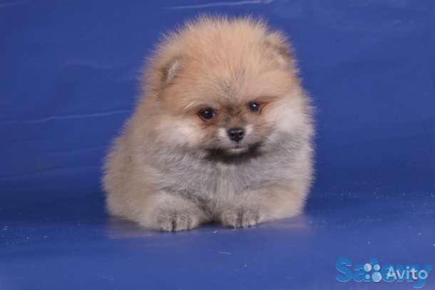 Щенки шпицев, фотография 1