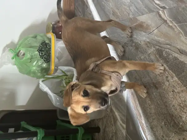 Щенок в хорошие руки, фотография 4