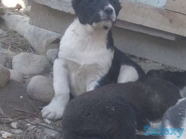Щенки алабая, фотография 4