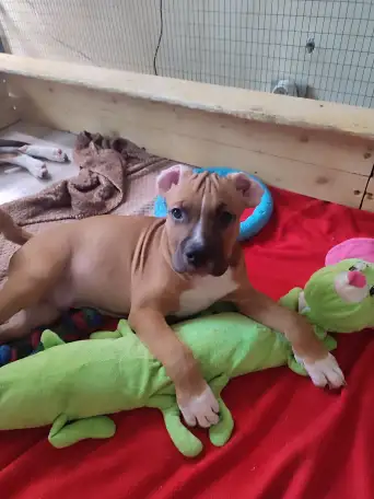 Щенки стаффорда, фотография 5