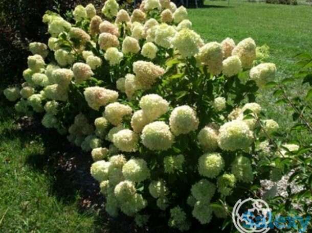 Гортензия литтл лайм, фотография 1