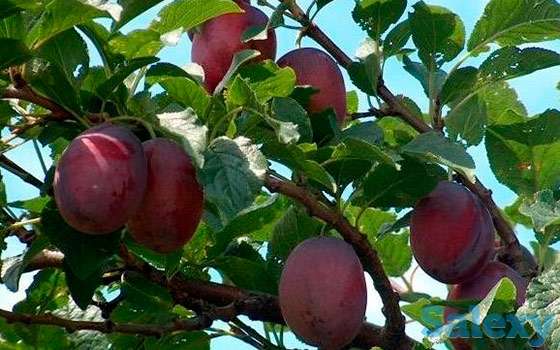 Продам участок 2 га, фотография 4