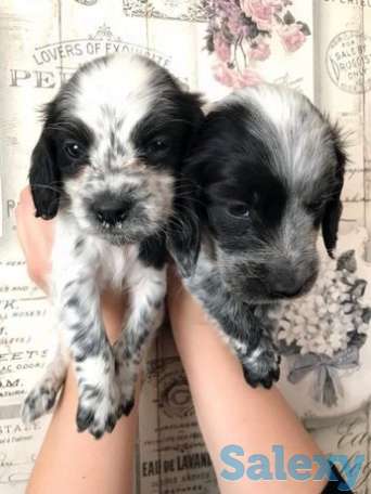 Шенки русского спаниеля, фотография 1