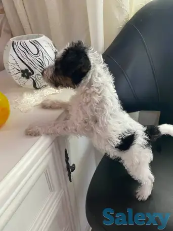 Предлагаются к продаже очаровательные щенки фокстерьера!!, фотография 2