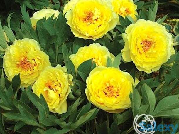 Пион-ито елоу крон, фотография 1