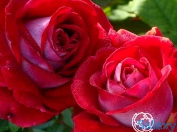 Роза Альянс чайно-гибридная, фотография 1