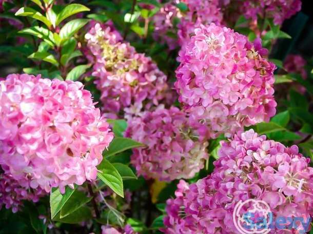 Гортензия сандей фрайз, фотография 1