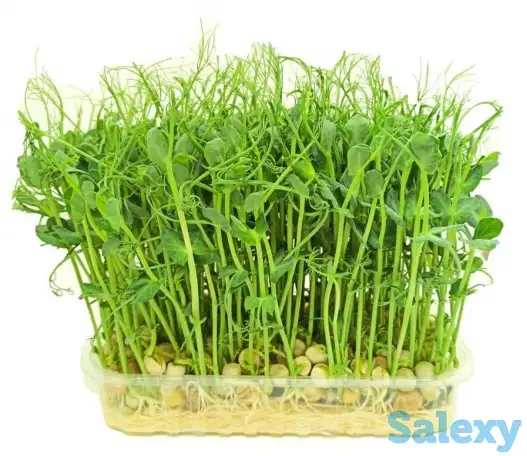 Микрозелень, фотография 3