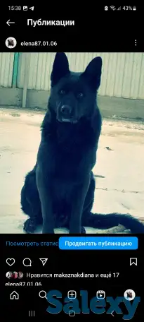 Щенки немецкой овчарки с шикарной родословной, фотография 5