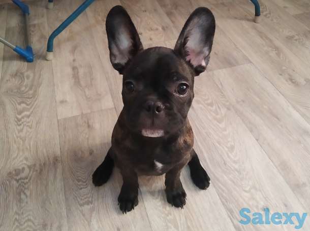 Продам щенка французского бульдога, фотография 1