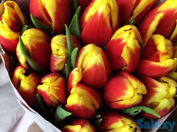 Голландские тюльпаны 10 лучших сортов,оптом и в розницу !, фотография 7