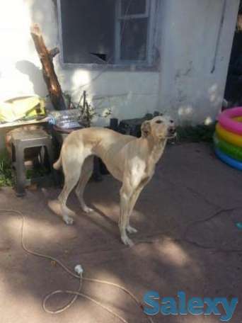 Продам, фотография 1