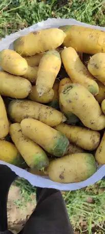 Ташкентская жёлтая морковь для плова, фотография 2