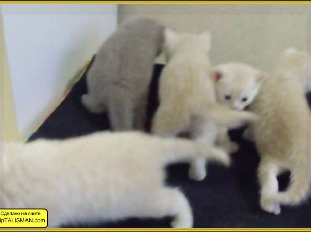 Продаю  котят Скоттиш-страйт  и Скоттиш-Фолд, фотография 2