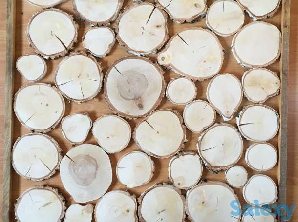 Спилы березы, фотография 1