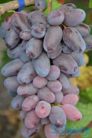 Саженцы винограда Ромео, фотография 2