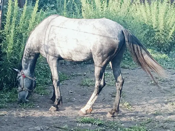 Продам лошадей Орловской породы в Усть - Каменогорске, фотография 1
