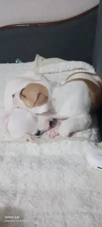 Продам щенков, фотография 5