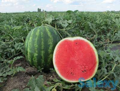 Семена арбуза Галактика улучшенный продюсер, фотография 4