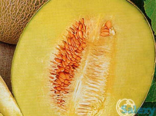 Семена Дыня Паспорт F1 5шт, фотография 1