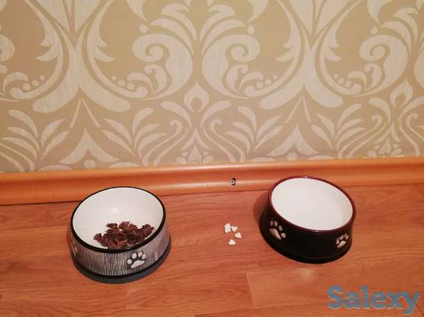 Щенок Йорка, фотография 7