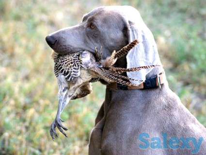 Профессиональная натаска охотничьих собак по пернатой дичи, фотография 2