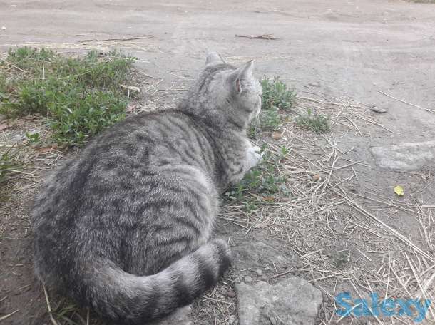 В добрые руки, фотография 2