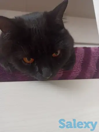 Отдам кота в хорошие руки, фотография 3