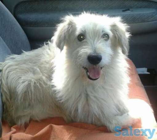 Отдам в добрые руки, фотография 1