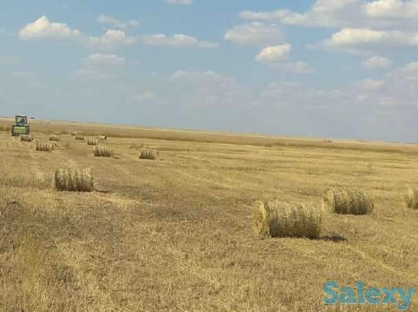 Продам сено в рулонах, фотография 1