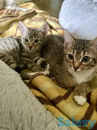 Котята в добрые руки, фотография 1