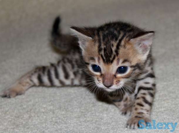 Бенгальские котята, мальчики, фотография 1