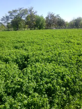 Продаю Семена Люцерны Меркенский район, фотография 2