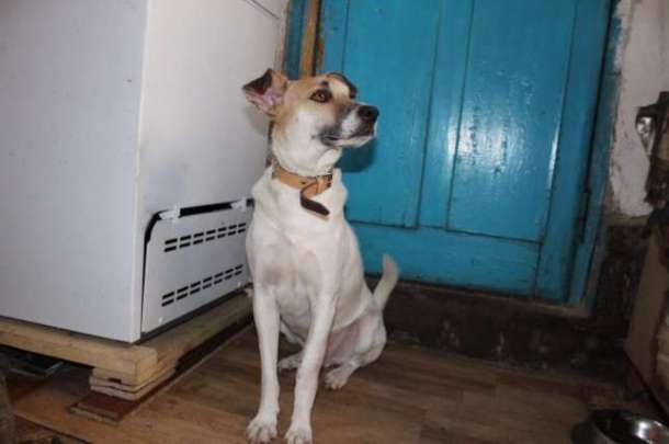 В добрые руки отдается Валька, фотография 1