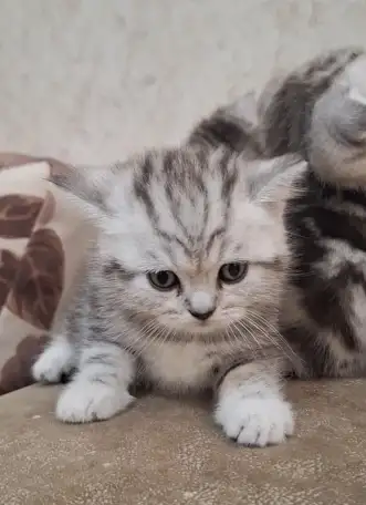 Котята породистые, фотография 5