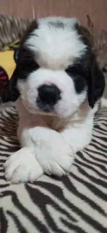 СЕНБЕРНАРЩЕНКИПРОДАЖА, фотография 6