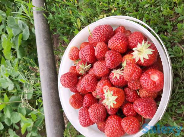 Продам дачу, С/ о Факел, фотография 4