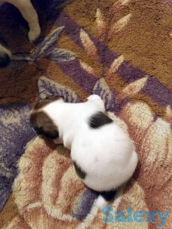 Осталось 3 мальчика джек Рассел терьера. Спешите, фотография 1