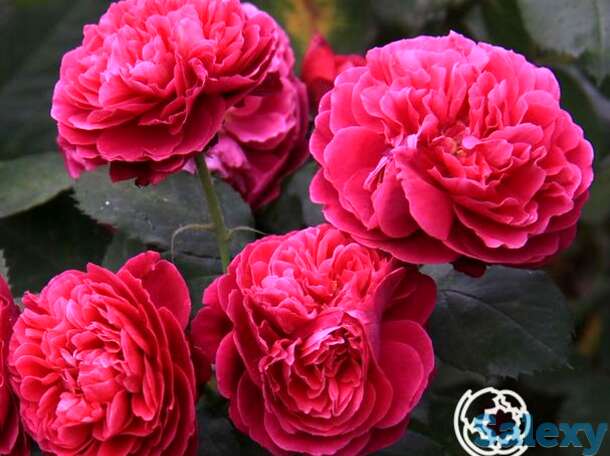 Роза бисэнтэнер де гийо, гийо, фотография 1