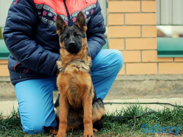 высокопородные немцы, фотография 2