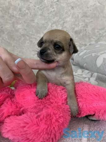 Чистопородные щенки чихуахуа, фотография 5
